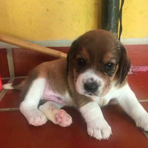 Bellos Beagle Tricolor