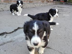 Border Collie