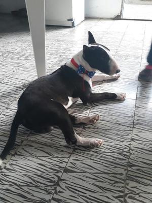 Bull Terrier Brasilero Mini Busca Novia