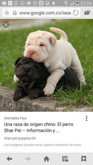 Busco Cachorro Sharpei