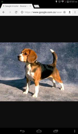 Busco Hogar para Perrita Beagle 100 Mil