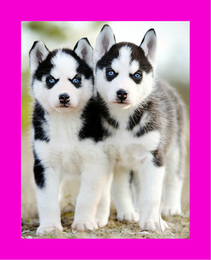 CACHORROS *LOBOS OJOS AZULES* EN VENTA!!!!!!