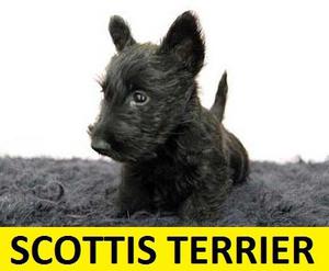 CACHORROS SCOTTIS TERRIER EN VENTA******