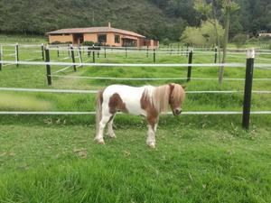 Caballito Pony Pinto Castrado