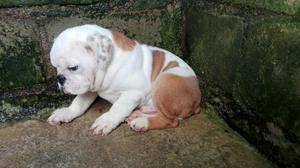 Cachorro Bulldog Inglés