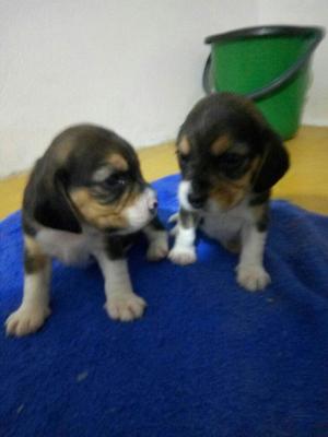 Cachorros Beagles