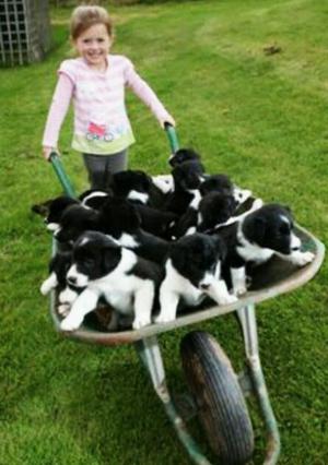 Cachorros Border Collie Tradicional