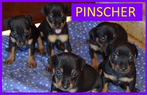 Cachorros Pinscher en Venta