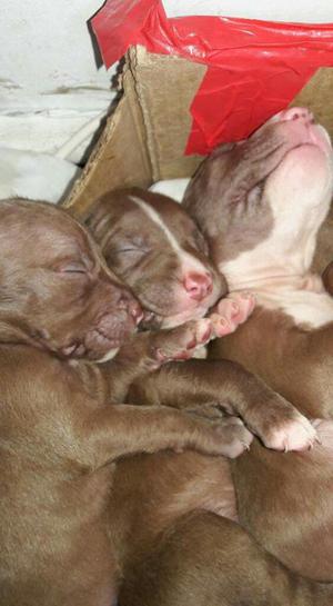 Cachorros Red Nose Whatsapp 