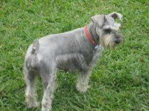 Cachorros Schnauzer