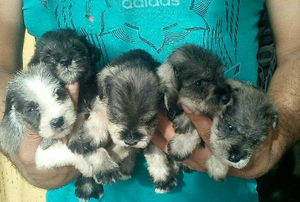 Cachorros schnauzer