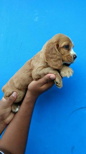 Cocker Spaniell de Criadero Certificado