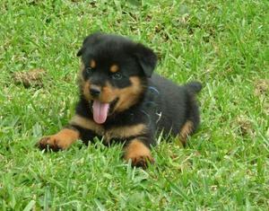 ESTUPENDOS ROTTWEILER EN VENTA !!!