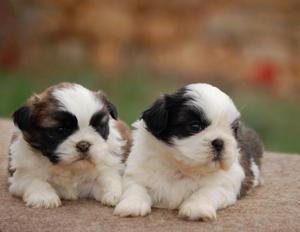 ESTUPENDOS SHIH TZU TRICOLOR EN VENTA !!!