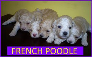 French Poodle Cachorros en Venta