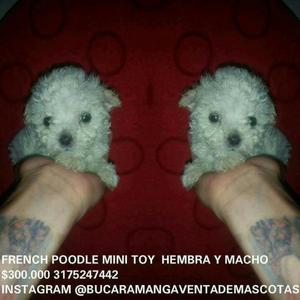 French Poodle Mini Toy Hembra Y Macho