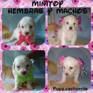 French Poodle Minis