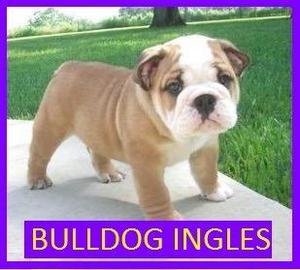 Genuinos Bulldog Ingles en Venta