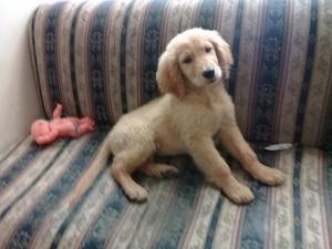 Golde Retriver