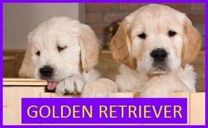 Golden Retriever Cachorros en Venta