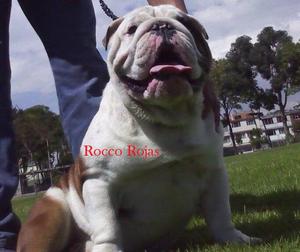 Gran Bulldog ingles para monta