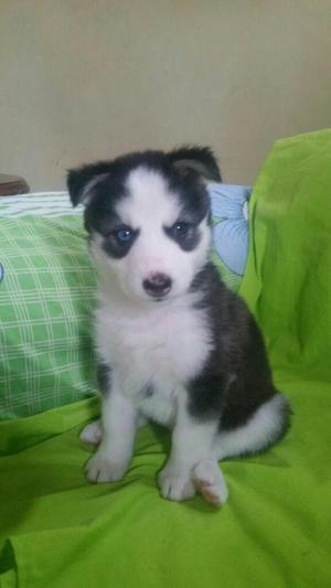 Hermosa Husky Siberiana Pura