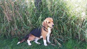 Hermosa cachorrita Beagle