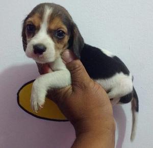 Hermosos Beagle Tri Color
