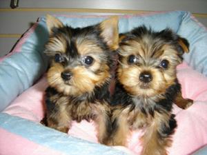 Hermosos Cachorros Yorkshire
