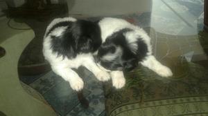 Hermosos Chitzu a La Venta /