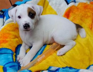 JACK RUSSELL TERRIER CACHORRO