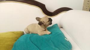 Lindos Bulldog Frances para Venta