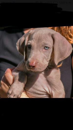 Perrita Weimaraner