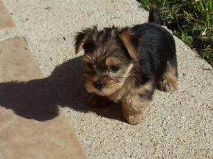 Perros Yorkie Mini