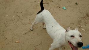 Pitbull
