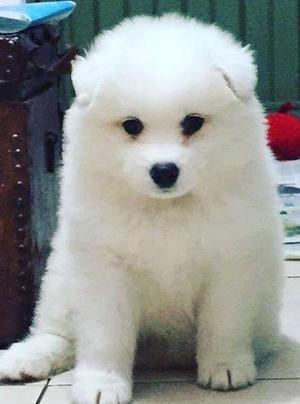 Samoyedos Cachorros
