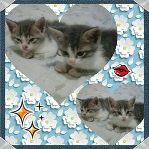 Se Da en Adopcion Unas Lindas Gatitas