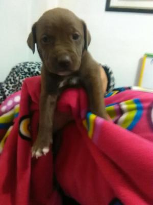 Se Dan Perros en Adopcion