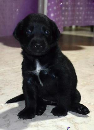 Se Vende Labradora Hembra