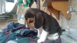 VENTA CACHORRO BEAGLE 2 MESES