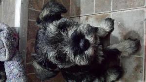 VENTA CACHORROS SCHNAUZER