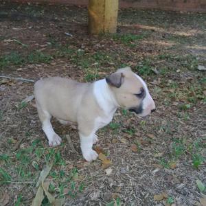 VENTA DE DIVINOS CACHORROS BULLTERRIER EN CALI ENVIOS A TODO