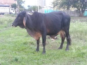 Vacas Criollas