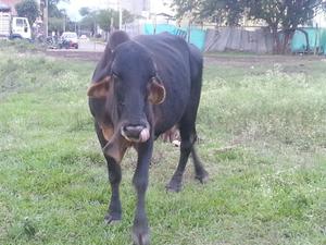 Vacas Criollas