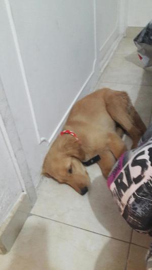 Vendo Cachorra Golden