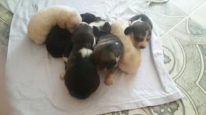 Vendo Cachorros Beagle Pura Raza