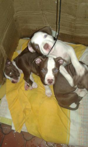 Vendo Perritos Pitbull