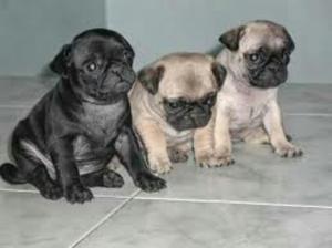 Vendo Perritos Pug Arenas Y Negros