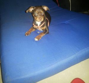 Vendo Perro Pincher Color Chocolate Mach