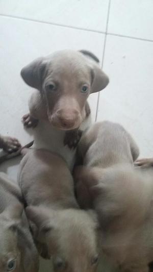 Weimaraner